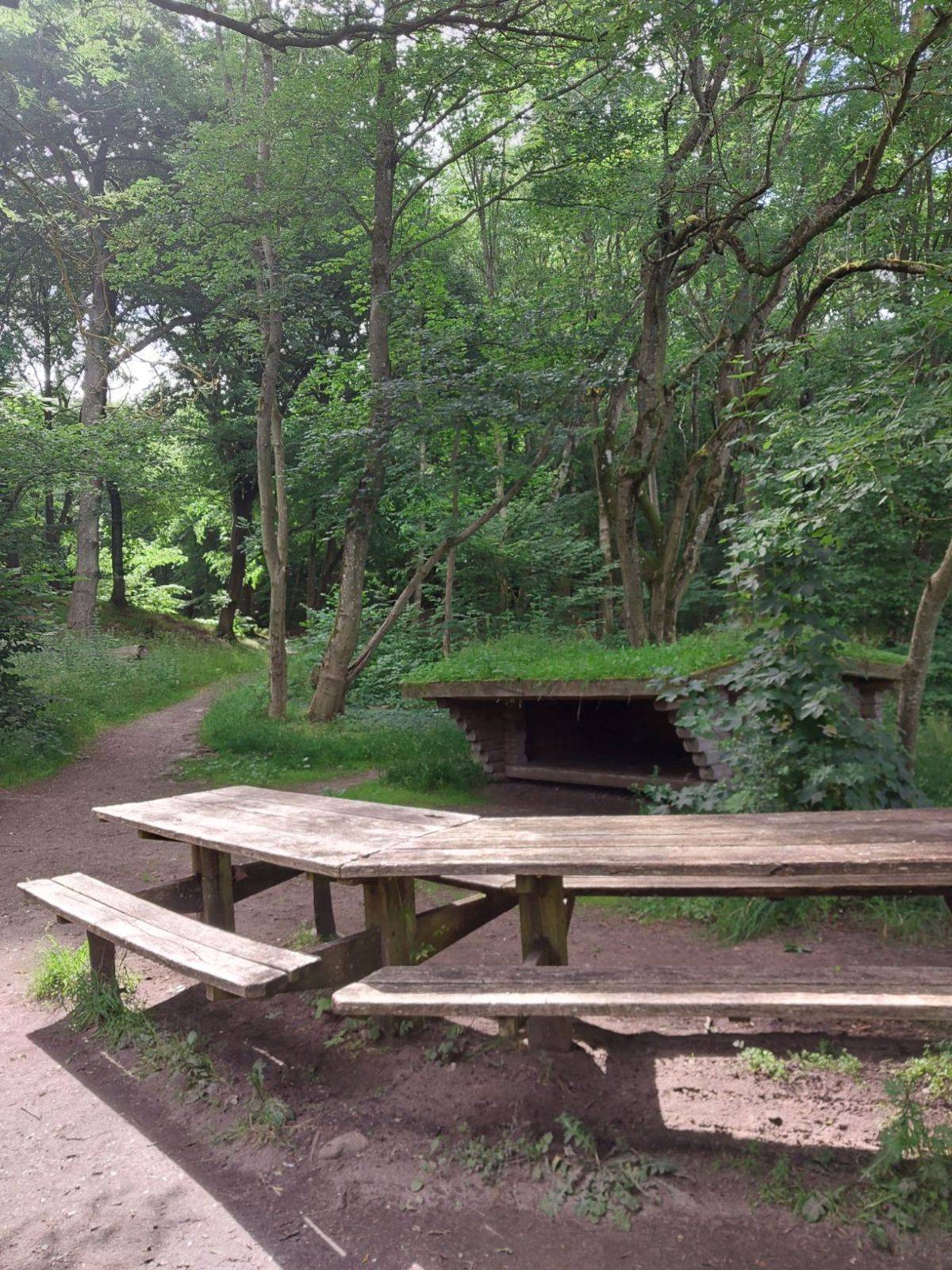 Billede af shelter Kong Roar Shelterpladsen, Boserup Skov – billede 4
