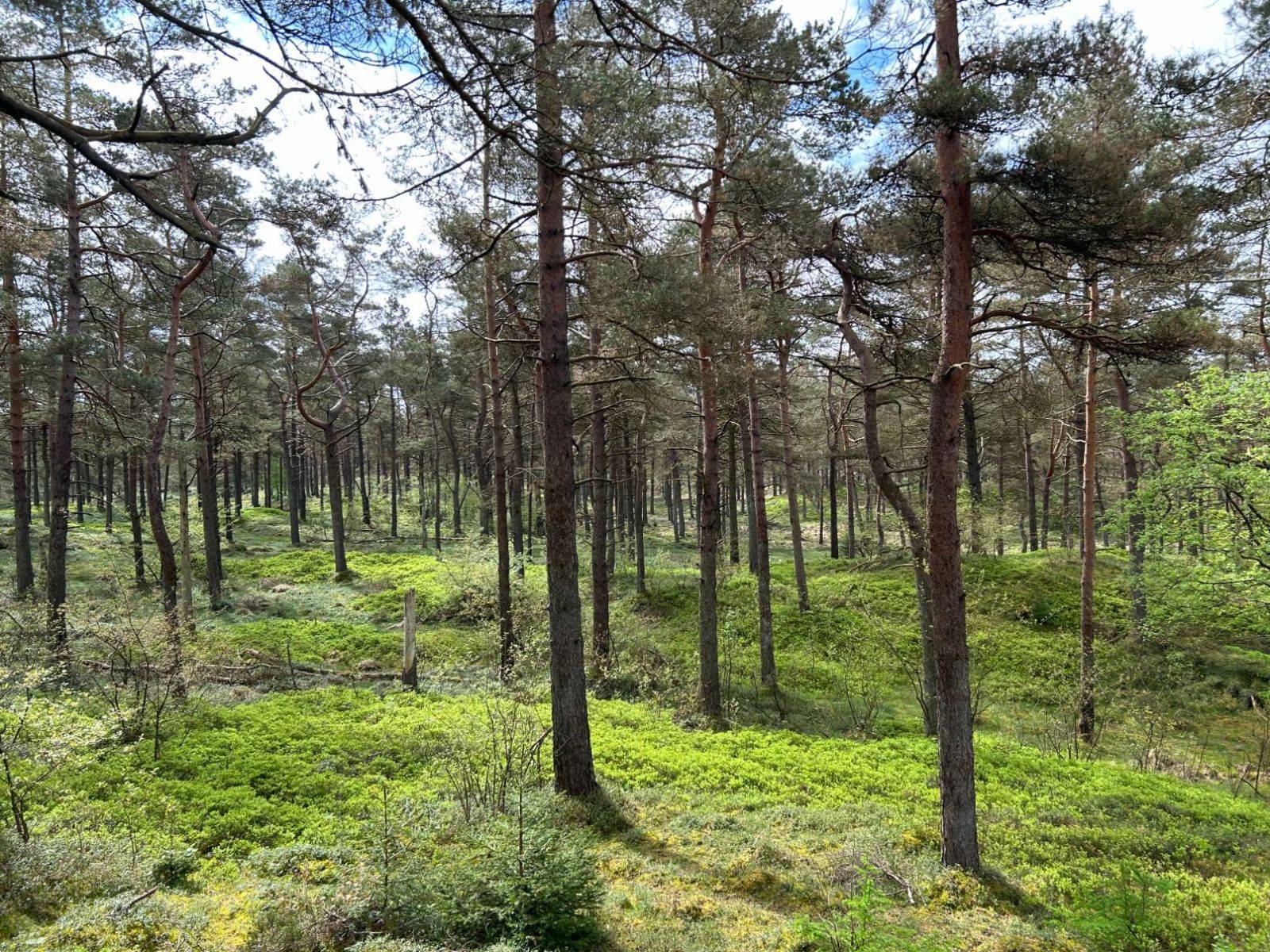 Billede af shelter Gludsted Plantage, Den Skæve Bane - shelter 1 – billede 4