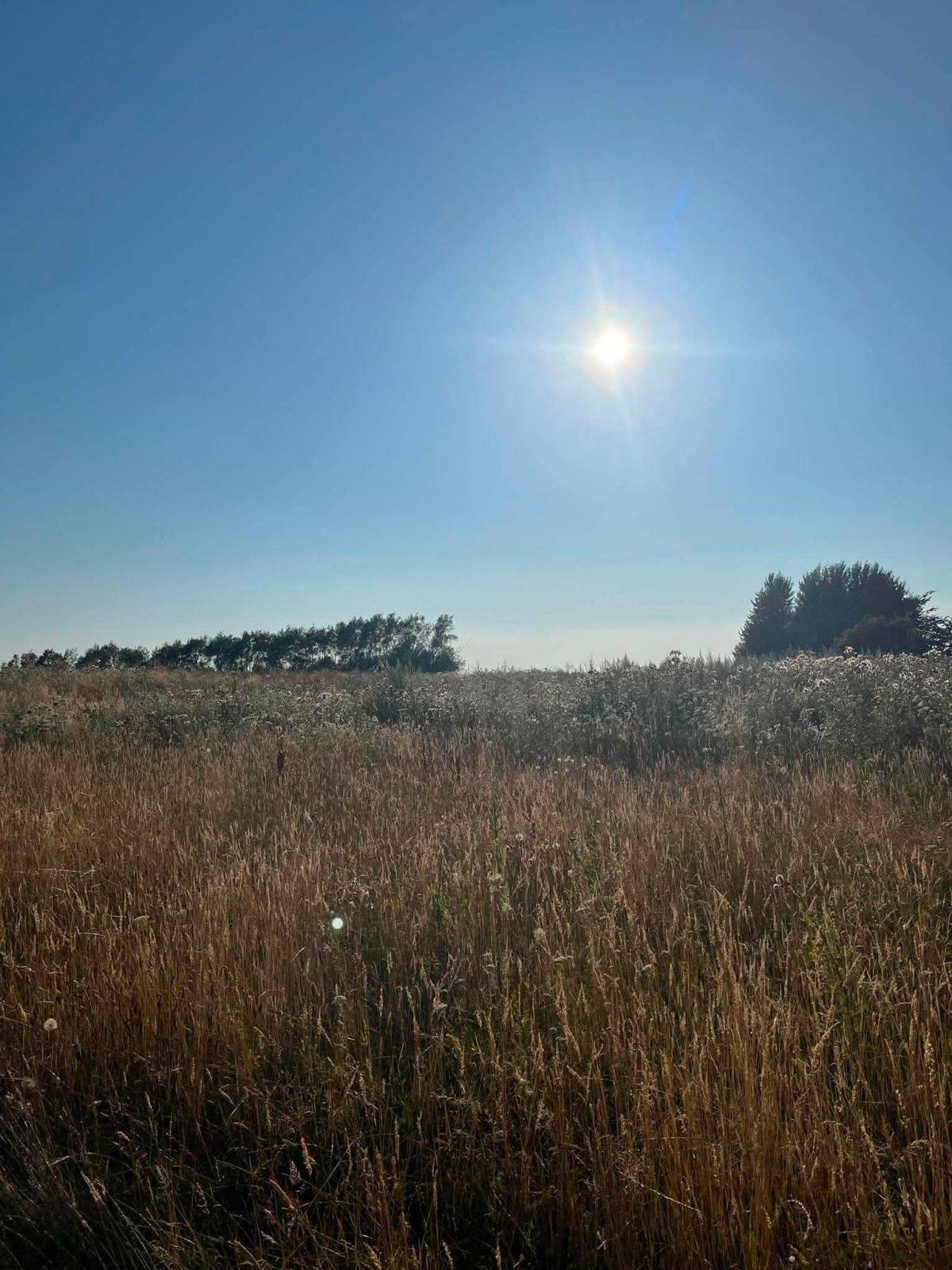 Billede af shelter To 2-mands shelter ved Bjørnø Vingård – billede 11