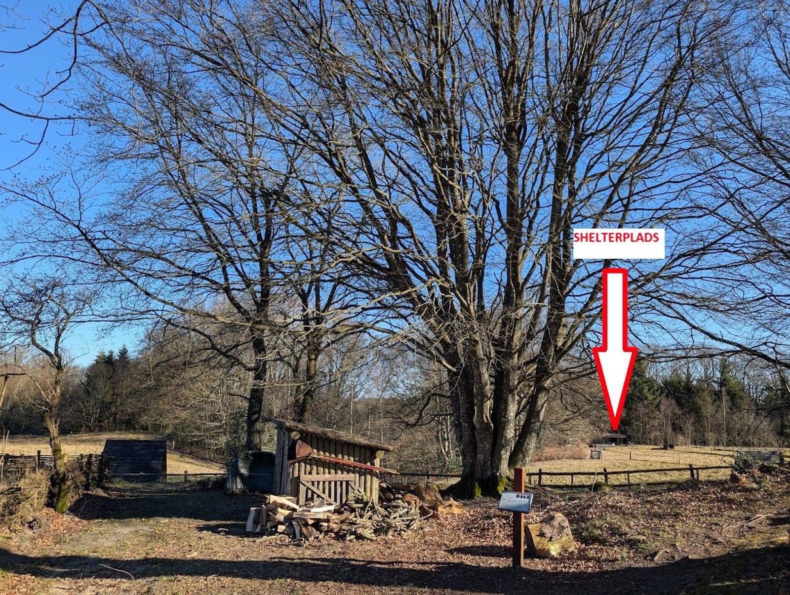 Billede af shelter Shelterpladsen ved Høgdal (shelter 1) – billede 8