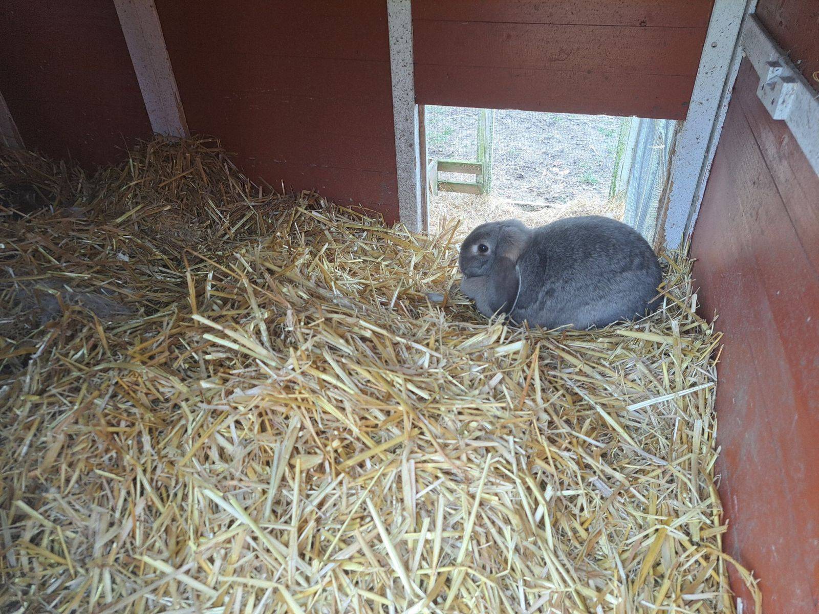 Billede af shelter SAABU Natur's shelterplads – billede 5