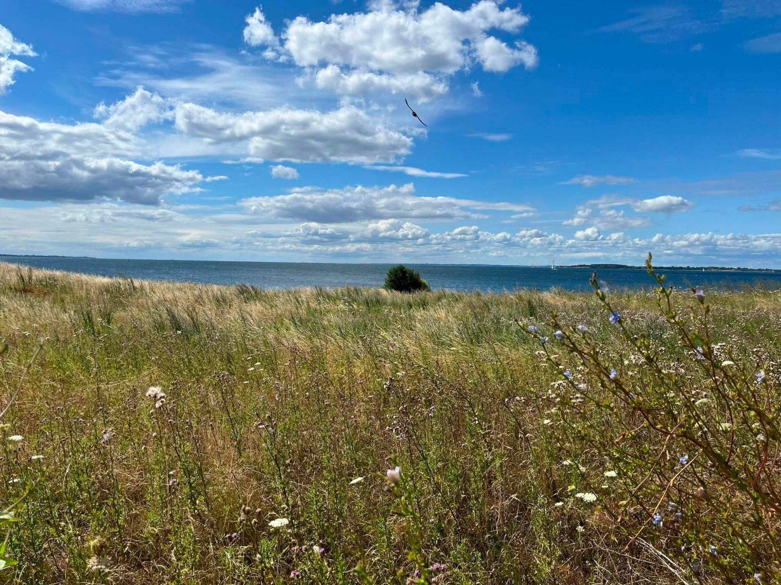 Billede af shelter To 2-mands shelter ved Bjørnø Vingård – billede 3
