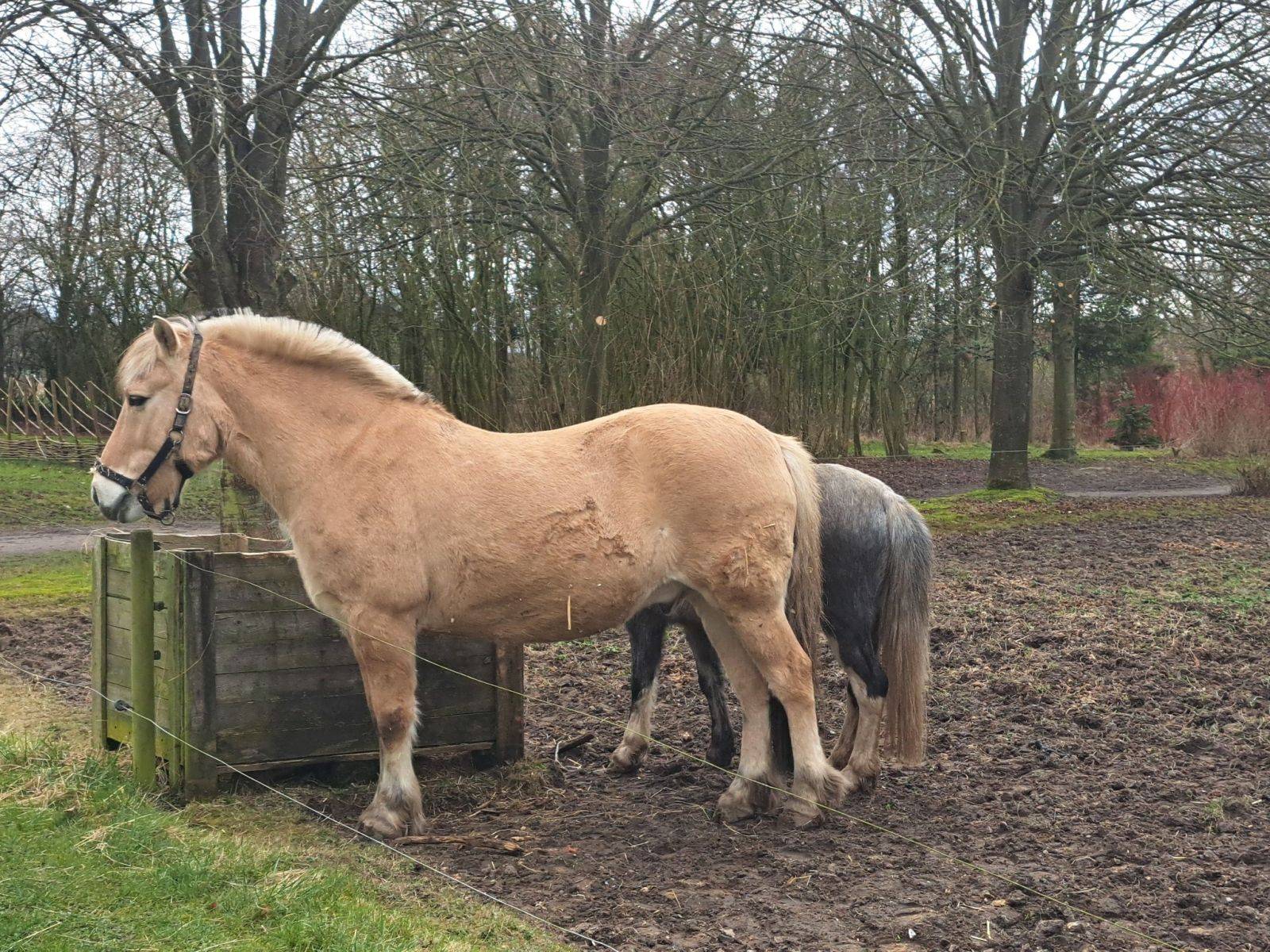 Billede af shelter SAABU Natur's shelterplads – billede 7