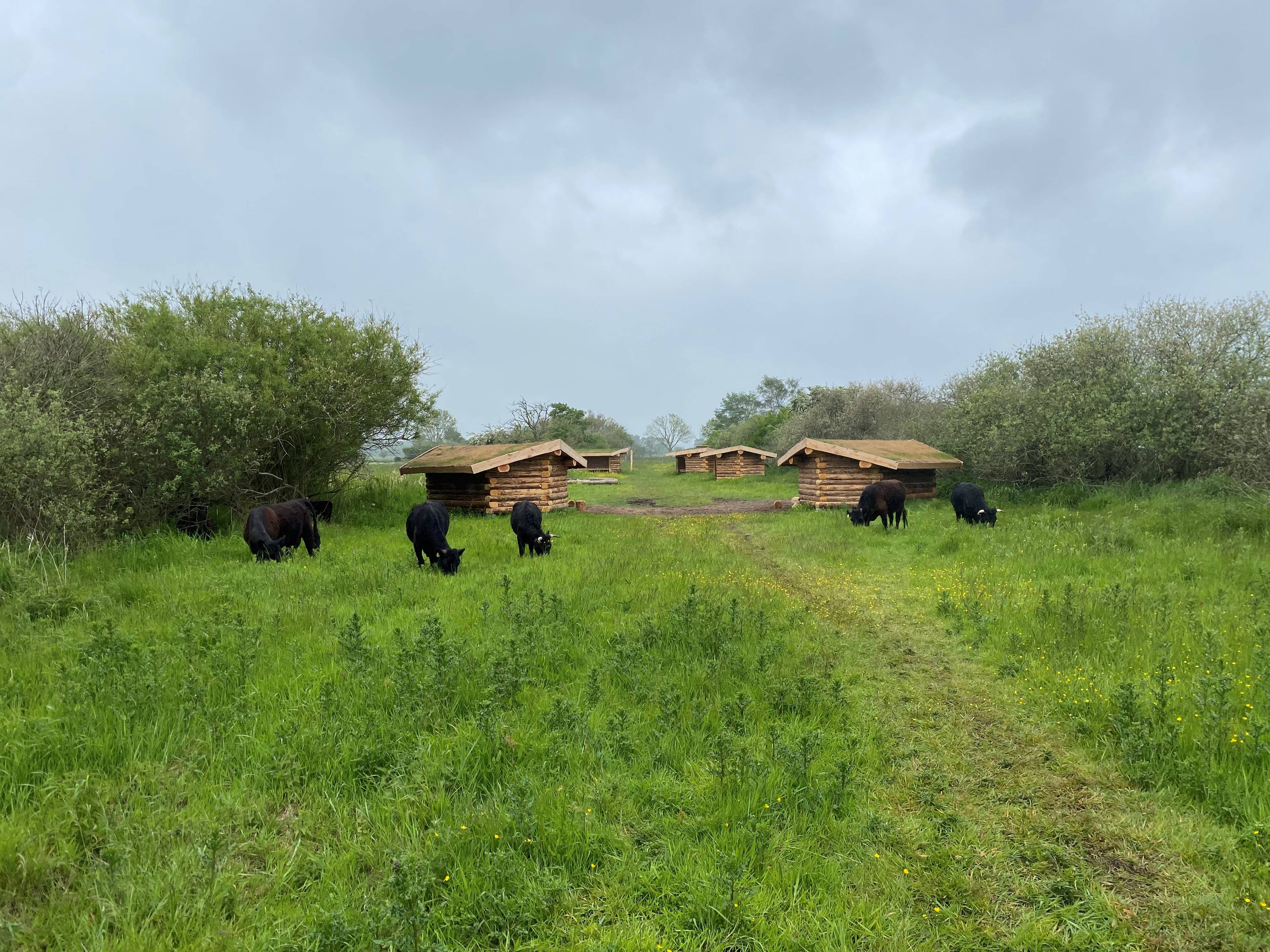 Billede af shelter Shelterplads ved Solvognens fundsted – billede 3